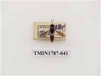 藏品(南非昆蟲)的圖片